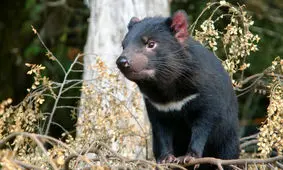 غلبه "شیاطین تاسمانی" بر یک بیماری همه‌گیر