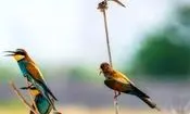 زیبای دردسرساز
