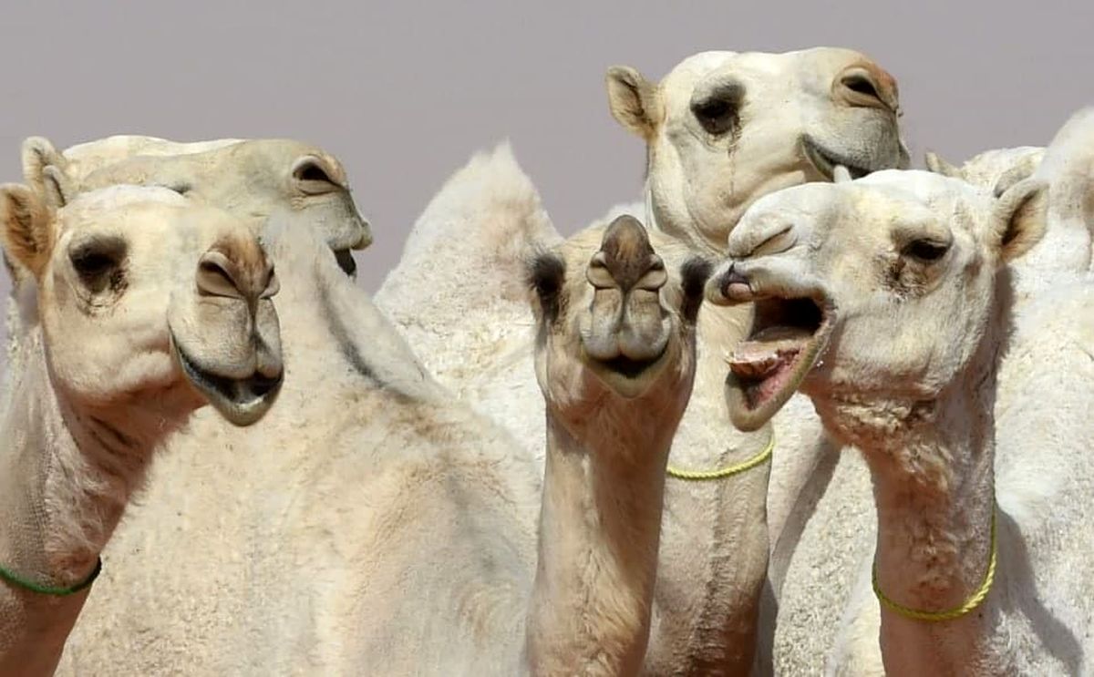 بوتاکس لب باعث اخراج ده‌ها شتر از مسابقات فستیوال عربستان شد!