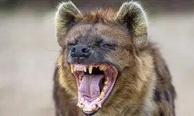 چرا کفتار‌ها می‌خندند؟/ ویدئو