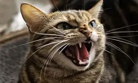 یک گربه، برق تهران را قطع کرد!
