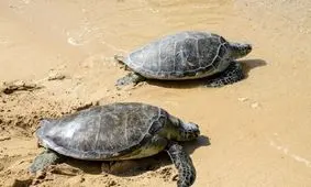 این ۴ حیوان را هرگز در خانه نگه ندارید