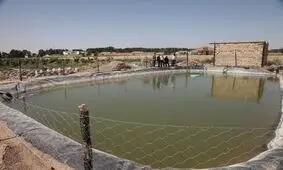 هیچ مجوزی برای پرورش ماهی تیلاپیا در کرمانشاه صادر نشده است