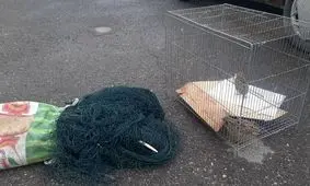 دستگیری متخلفان زنده گیری پرندگان وحشی در شهر راین