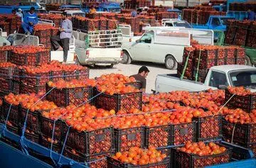 اولین رصد بازار ۱۴۰۳؛ شوک گوجه فرنگی ۹۸ و موز ۳۹۸ هزار تومان!