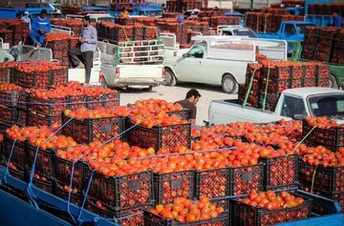 باران نبارید، گو‌جه فرنگی ۷۰ هزار تومان شد