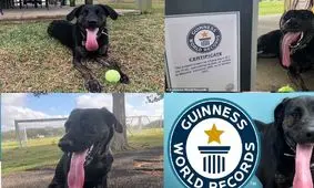 این سگ درازترین زبان جهان را دارد/ ویدئو
