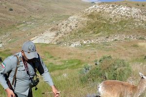 حمله خونین به محیط بان پارک ملی کرخه