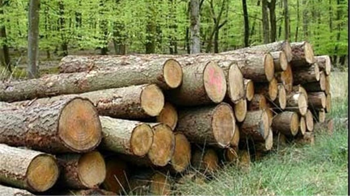 ۲ تن چوب آلات قاچاق در اردبیل کشف شد