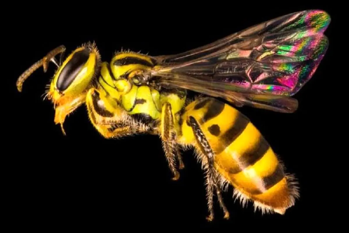 چند گونه زنبور در جهان وجود دارد؟

