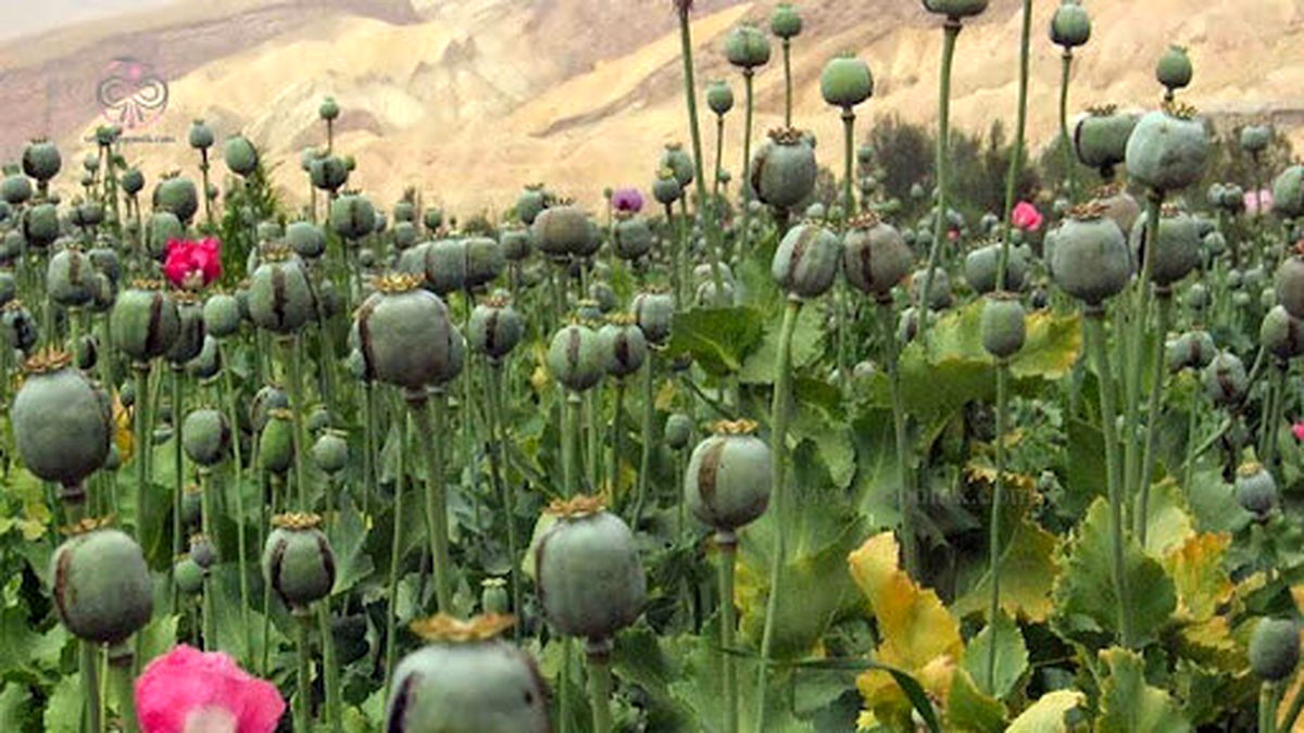 کشت قانونی خشخاش در ایران؛ خطری بالاتر از منفعت