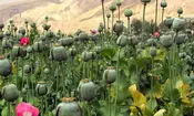 کشت قانونی خشخاش در ایران؛ خطری بالاتر از منفعت