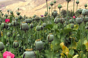 کشت قانونی خشخاش در ایران؛ خطری بالاتر از منفعت