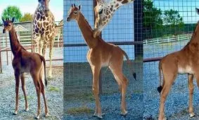 اتفاقی عجیب و غریب، تولد تنها زرافه بدون خال جهان/ ویدئو 