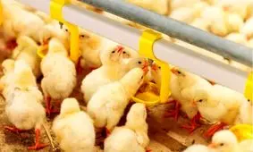 ناصر نبی‌پور: بسیاری از مرغداران به دلیل جوجه‌ریزی بی‌رویه، با هماهنگی وزارت جهاد کشاورزی، مرغ‌ها را با گاز خفه کرده‌اند