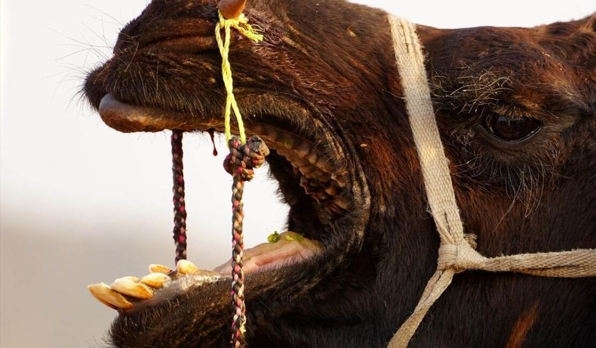 بزرگ‌ترین جشنواره شتر در آسیا/ تصویر