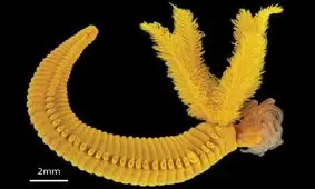 کشف یک گونه جدید کرم که سموم را به طلا تبدیل می‌کند

