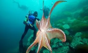 رازگشایی از این پدیده نادر در بین موجودات زنده