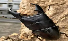 تصاویری جالب از بزرگترین سوسک دنیا/ عکس