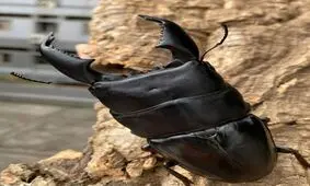 تصاویری جالب از بزرگترین سوسک دنیا/ عکس
