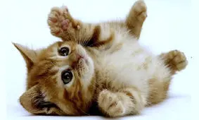 تولد دختر عجیب الخلقه ای با سر انسان و بدن گربه