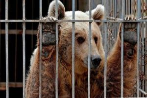 وضعیت فاجعه‌بار یک خرس در باغ وحش کرمان/ ویدئو