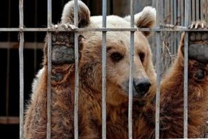 وضعیت فاجعه‌بار یک خرس در باغ وحش کرمان/ ویدئو