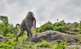بابون وحشی یک بچه غزال را زنده زنده جلوی چشمان مادرش خورد