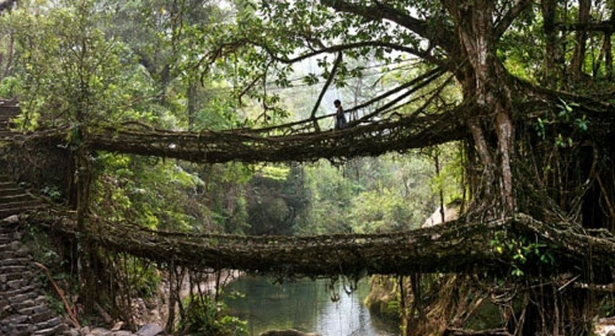 پل‌های ریشه‌ای زنده!/ تصاویر 