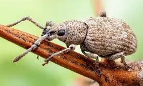 کیفیت شگفت انگیز و هنر عکاس در ثبت تصاویر از یک سرخرطومی