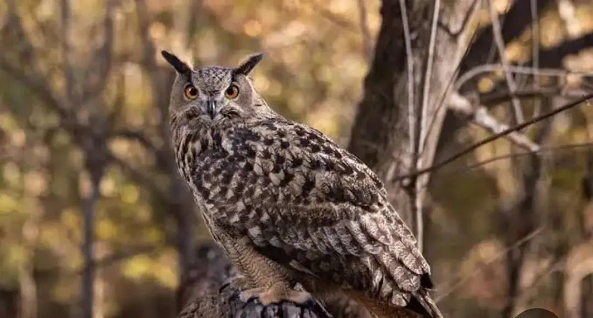 تهدید ۵ گونه پرنده در مناطق حفاظتی گچساران
