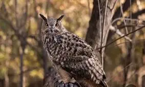 تهدید ۵ گونه پرنده در مناطق حفاظتی گچساران