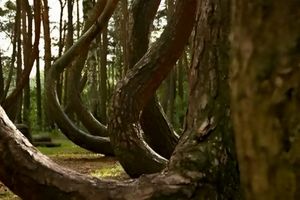 رد پای یک بشقاب پرنده در جنگل‌های لهستان!/ علت شکل عجیب درختان چیست؟/ عکس

