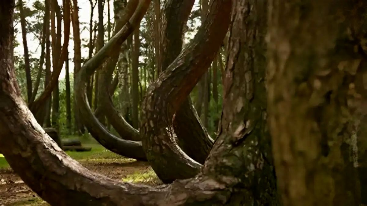 رد پای یک بشقاب پرنده در جنگل‌های لهستان!/ علت شکل عجیب درختان چیست؟/ عکس

