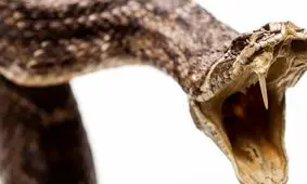 کشف یک مار غول پیکر 15 متری در عراق که سنگ های کوهستان را می‌بلعد/ ویدئو