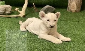 چرا «سانا» از سوی پدر و مادرش پذیرفته نشد؟/ تفاوت مهم شیرها و یوزها برای تولید مثل در اسارت