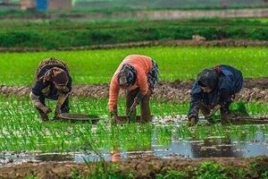 سکوت دولت در برابر درخواست برنجکاران/ برنجکاران به دنبال خرید تضمینی