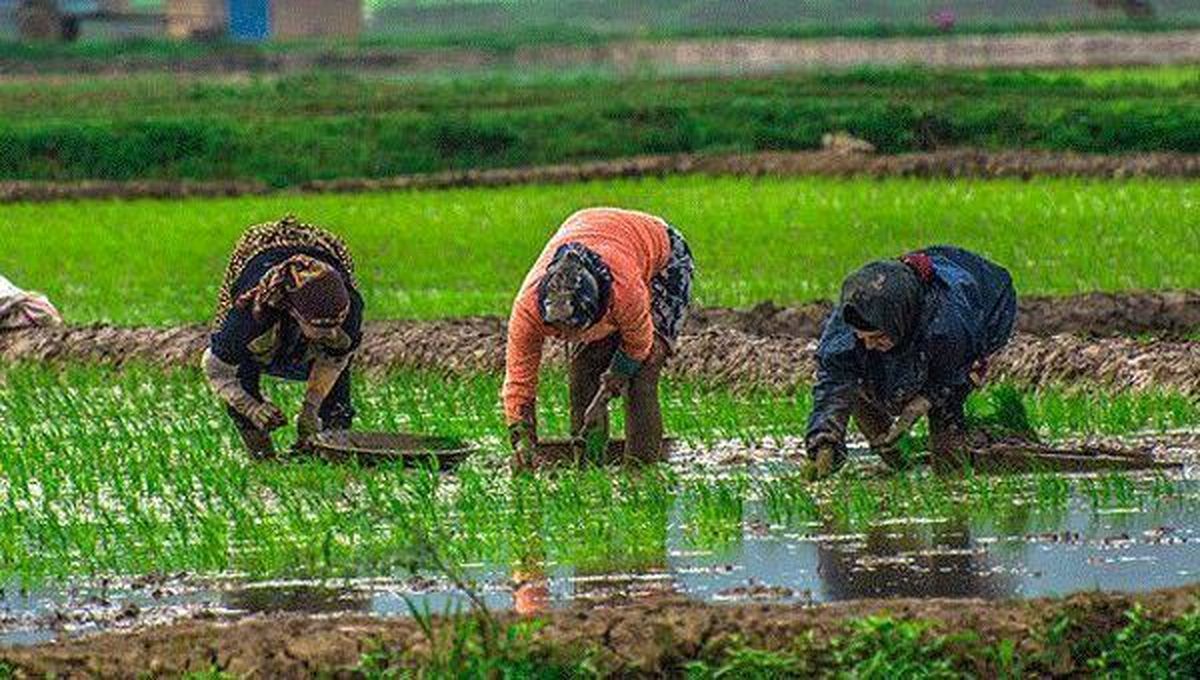 سکوت دولت در برابر درخواست برنجکاران/ برنجکاران به دنبال خرید تضمینی