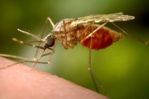 چگونه مالاریا را سرنگون کنیم؟