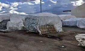 سرانجام برنج های باران زده چه شد؟