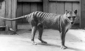 محتویات عجیب مغز «ببرتاسمانی» منقرض شده