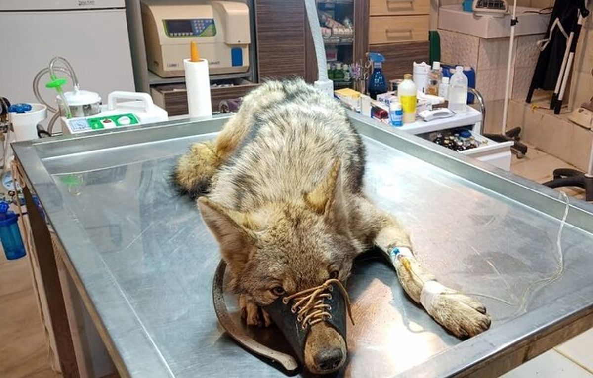 نجات یک گرگ توسط محیط زیست البرز