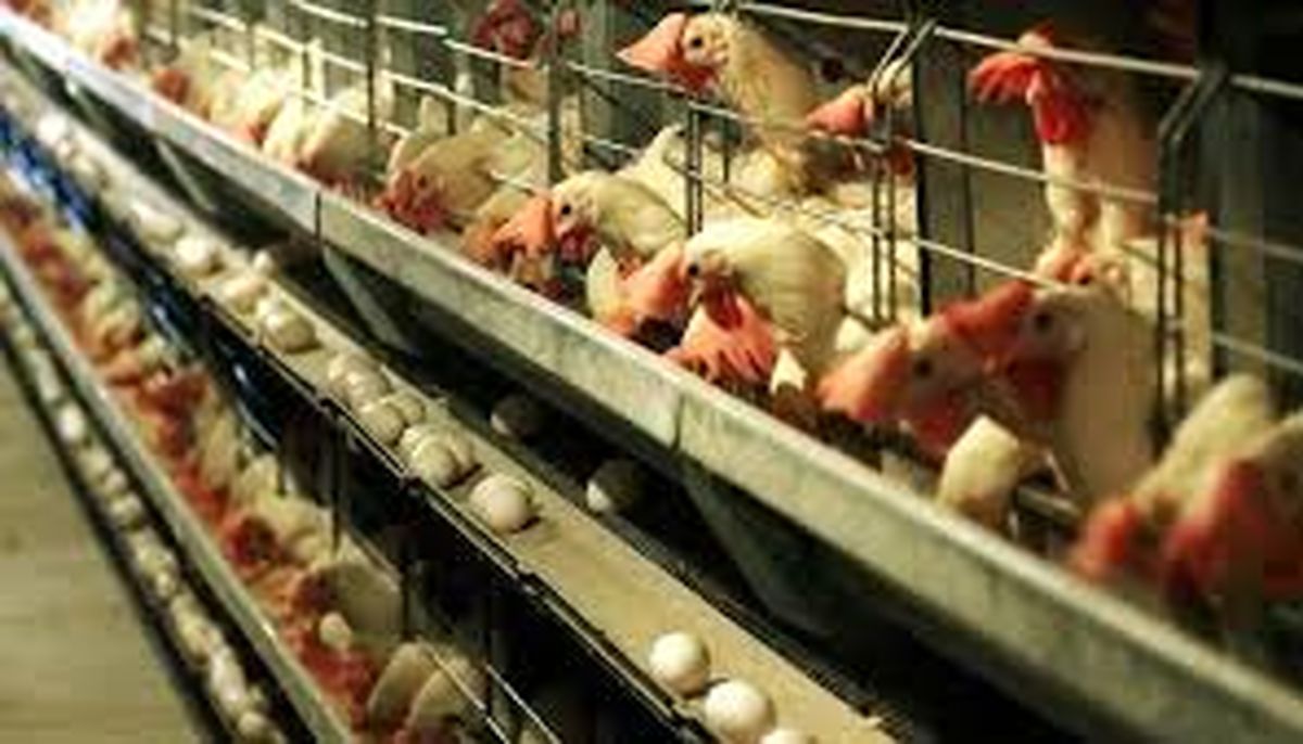 کویت واردات مرغ از ایران را ممنوع کرد/شیوع آنفلوآنزای فوق‌حاد پرندگان صحت دارد؟