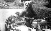 وویتک: خرس ایرانی که یکی از محبوبترین سربازان جنگ جهانی دوم شد