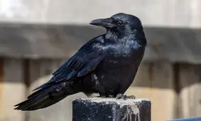 تظاهر به مصدومیت چند کلاغ برای گرفتن غذا/ ویدئو