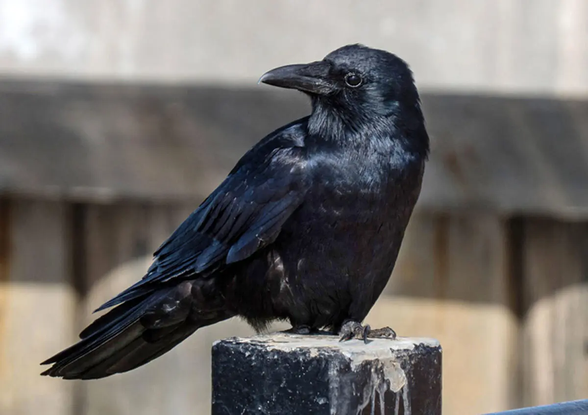 تظاهر به مصدومیت چند کلاغ برای گرفتن غذا/ ویدئو