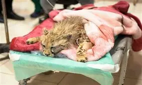 شرایط "پیروز" اندکی بهتر شده است؟/ ویدئو

