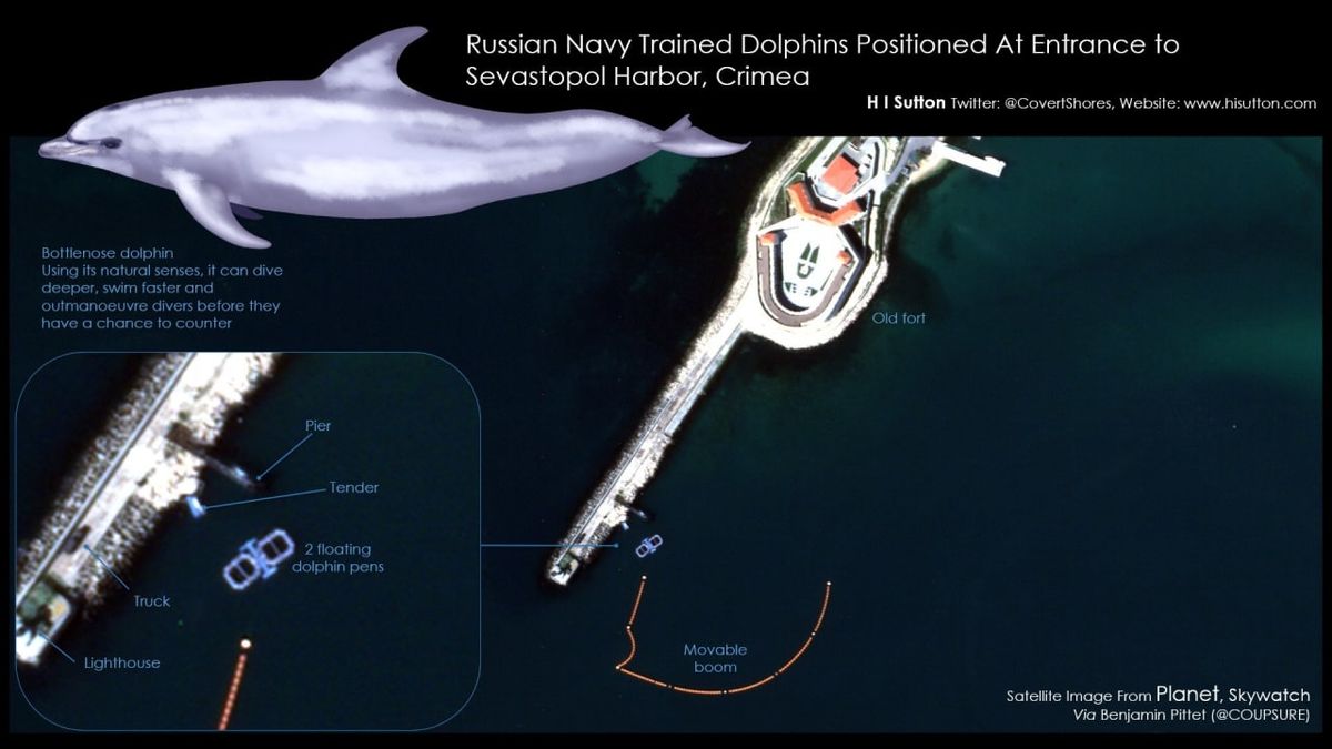 استفاده روس‌ها از دلفین‌ در جنگ با اوکراین

