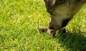 "بمب‌گذاری انگلی" تمام اماکن عمومی شهر‌های کشور با مدفوع سگ ها