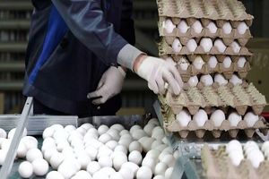 قیمت یک شانه تخم مرغ از 100 هزار تومان گذشت/ هر عدد حدود ۳۵۰۰ تومان